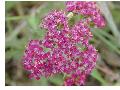 Cerise Queen Yarrow / Achillea millefolium 